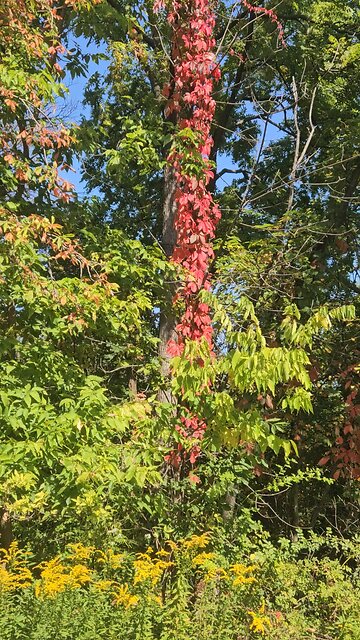 Fall Colors - Fiery Red Vine