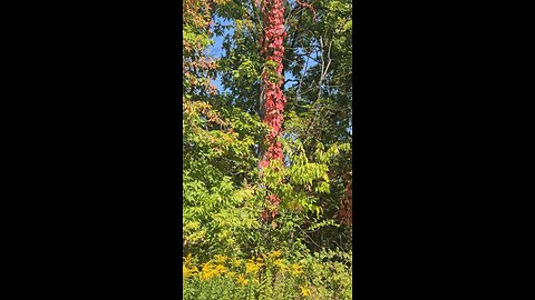 Fall Colors - Fiery Red Vine