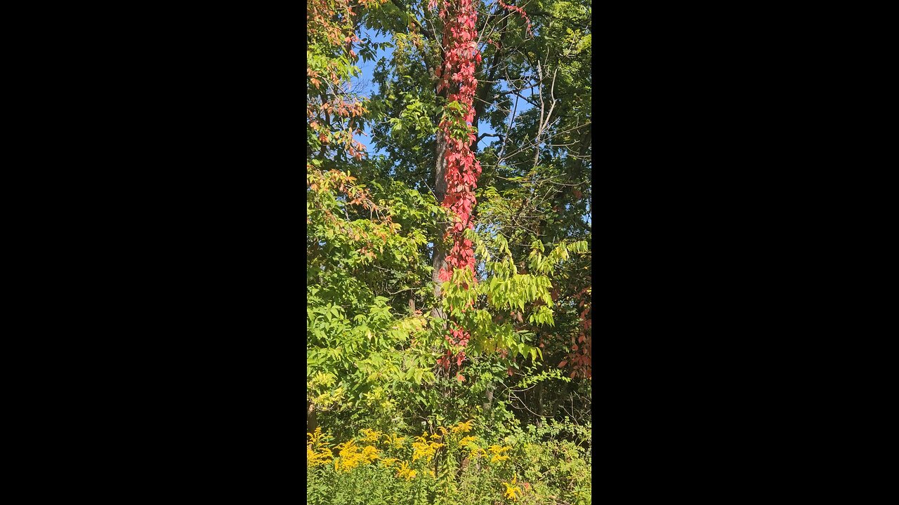 Fall Colors - Fiery Red Vine