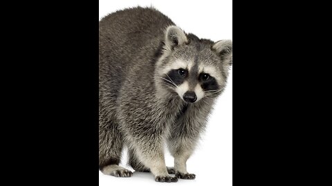 Dinner with a Raccoon