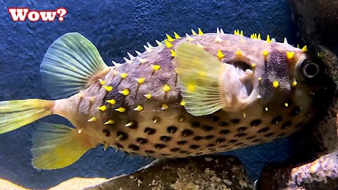 Painful Step! Most Deadly Creatures Living at the Beach