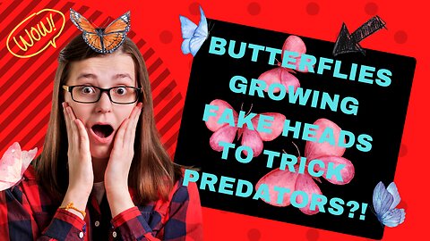 Secret ’Second Head’ Gives Butterflies a Life-Saving Edge!