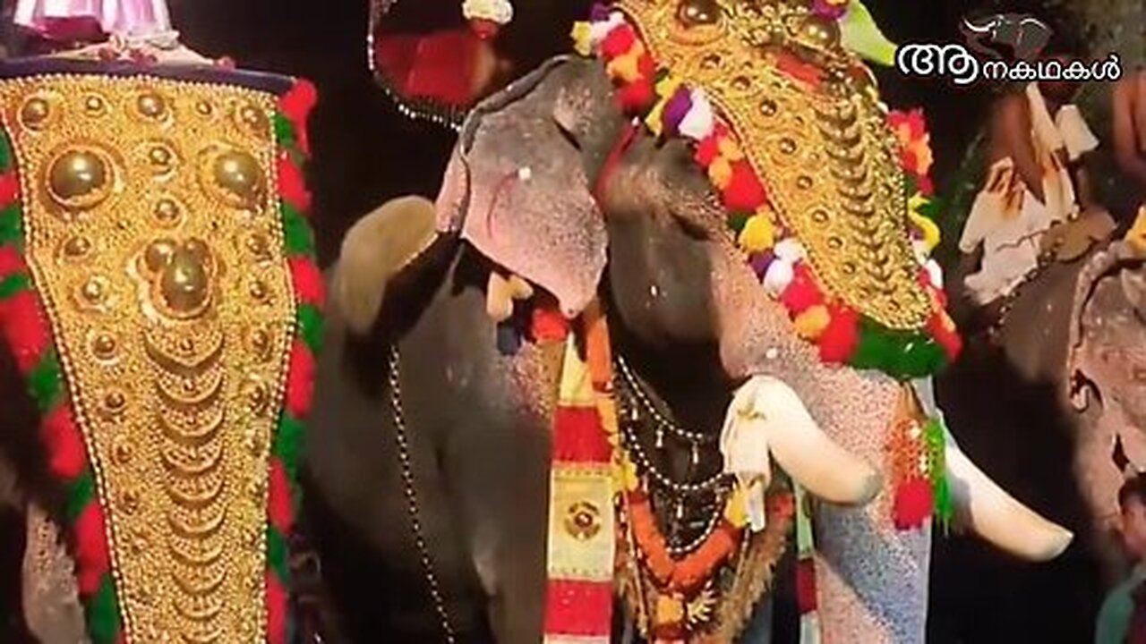 പൂരം മുടക്കികൾക്ക് കനത്ത തിരിച്ചടി നൽകിക്കൊണ്ട് സുപ്രീം കോടതി _ Kerala elephant video