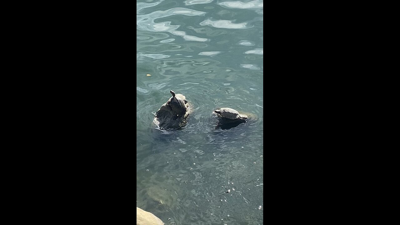 Red-eared Slider Turtles 🐢 #redearedsliderturtles #subscribe #viral #trending #shorts #turtles