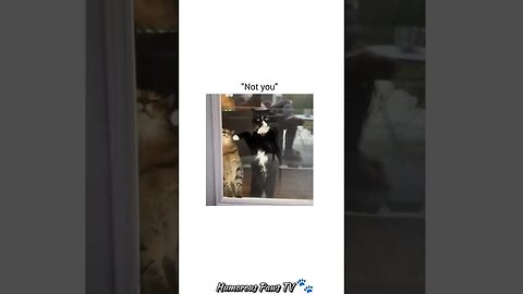 Funny animals 2024😂- Funniest Cats and Dogs Video😹🐶