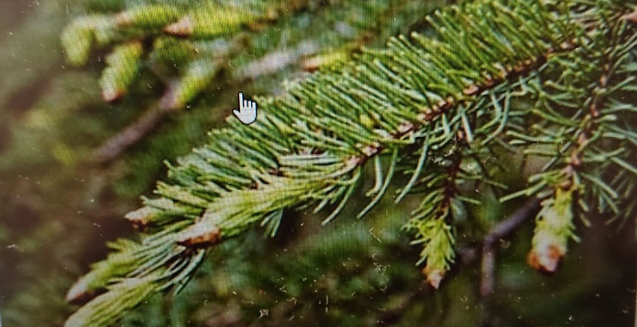 Herbs : Spruce tips