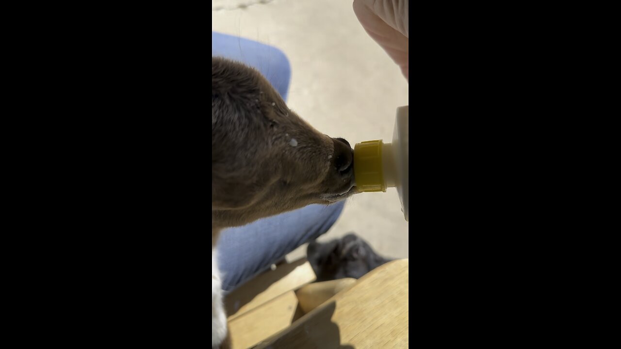 Sassy pants getting her bottle