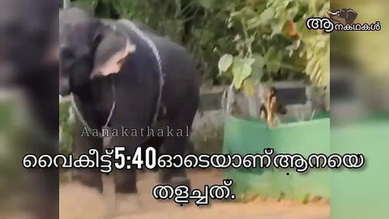 ഉത്സവത്തിന് കൊണ്ടുവന്ന ആന ഇടഞ്ഞു _ Elephant attack kerala 2025 _ maradi sree ayyappan elephant