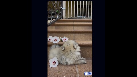 Cute Fluffy Puppy Enjoying a Peaceful Day 🌸🐶
