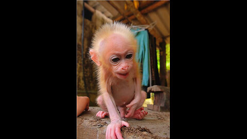 monkey
