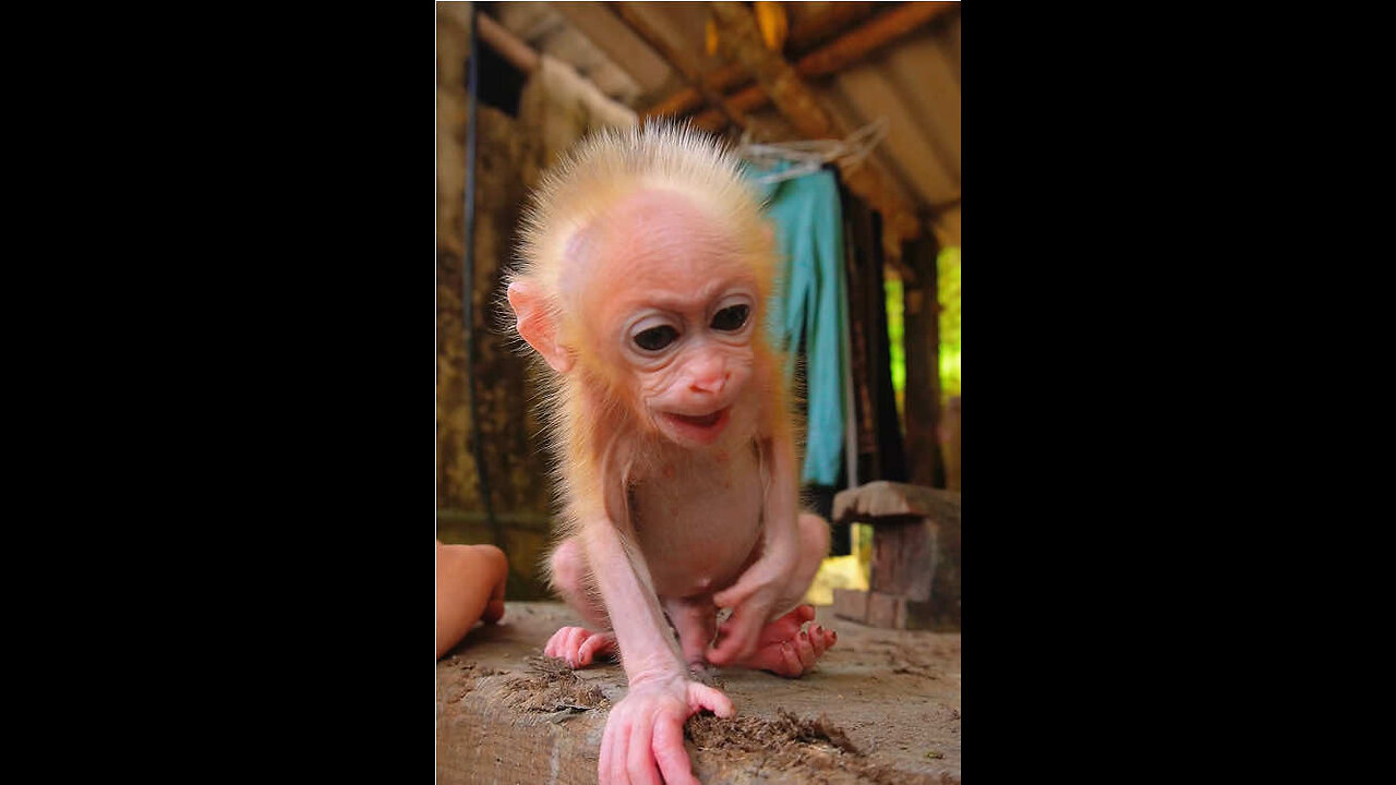 monkey