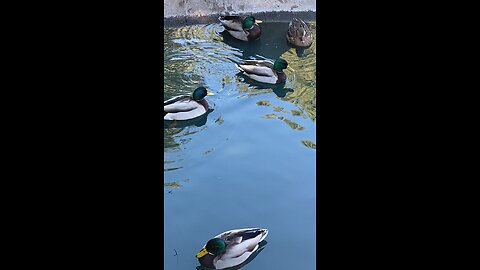 Mallard Ducks 🦆 #mallardducks #duck #ducks #followme #shorts #viral #trending #swimming