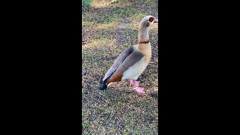 Egyptian Goose 🪿 #egyptiangoose #followme #shorts #viral #trending