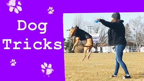 Dog Tricks