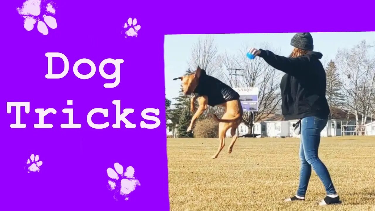 Dog Tricks