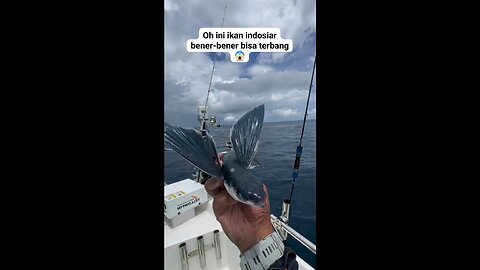 Flying fish 🐟