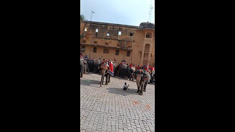 elephant