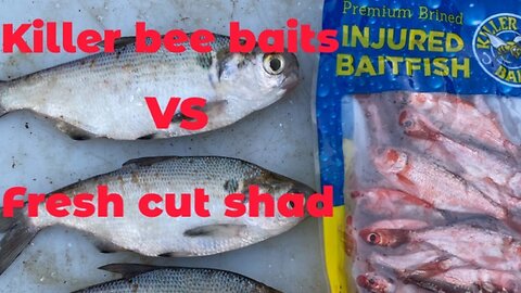 Killer bee bait VS fresh shad