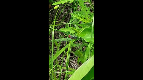 red bug 3of3