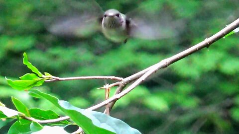 Hummingbird