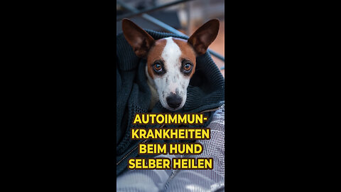 😍 Autoimmunkrankheiten beim Hund selber heilen!
