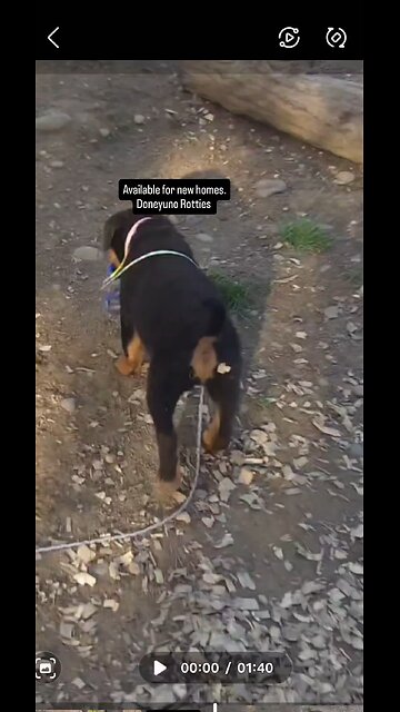 pups at Doneyuno Rotties