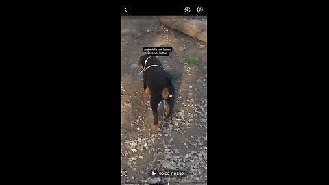 pups at Doneyuno Rotties