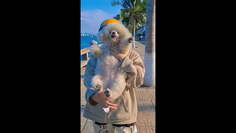 Cute Dog