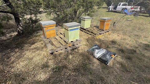 Juniper chipping and dried molasses management in apiary