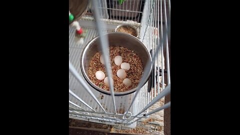 The most hilarious budgie moments #budgies