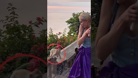 The Animals #funnyanimals #animals #pets #shorts