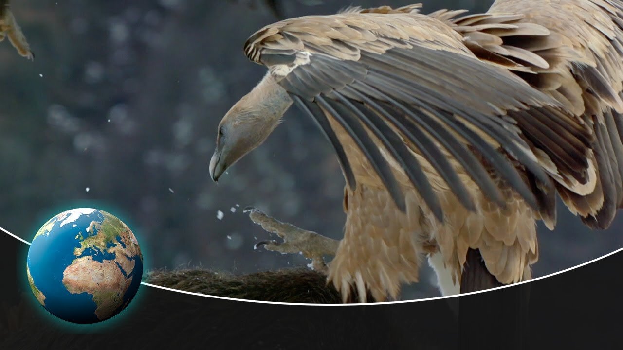 Spectacular wildlife in the forests around the globe (1/3 )