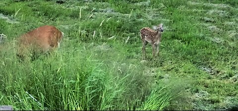 2 Fawns 1 Mom