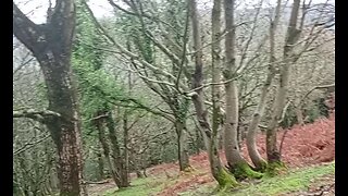 11, walk, talk, woods, #2025, @ashoffgrid, #England,