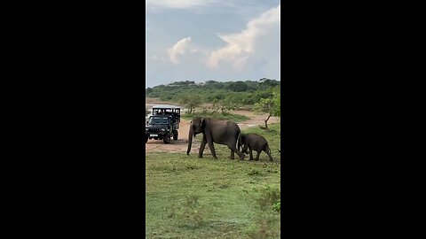 Elephants🐘 #srilanka #visit #travel #nature #wildlife #safari #katharagama #jeep #animals #trending