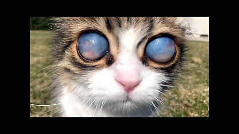 Blind Cat Has Unique Eyes