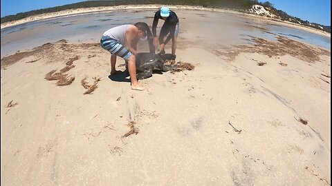 SAVING A GIANT SEA TURTLE