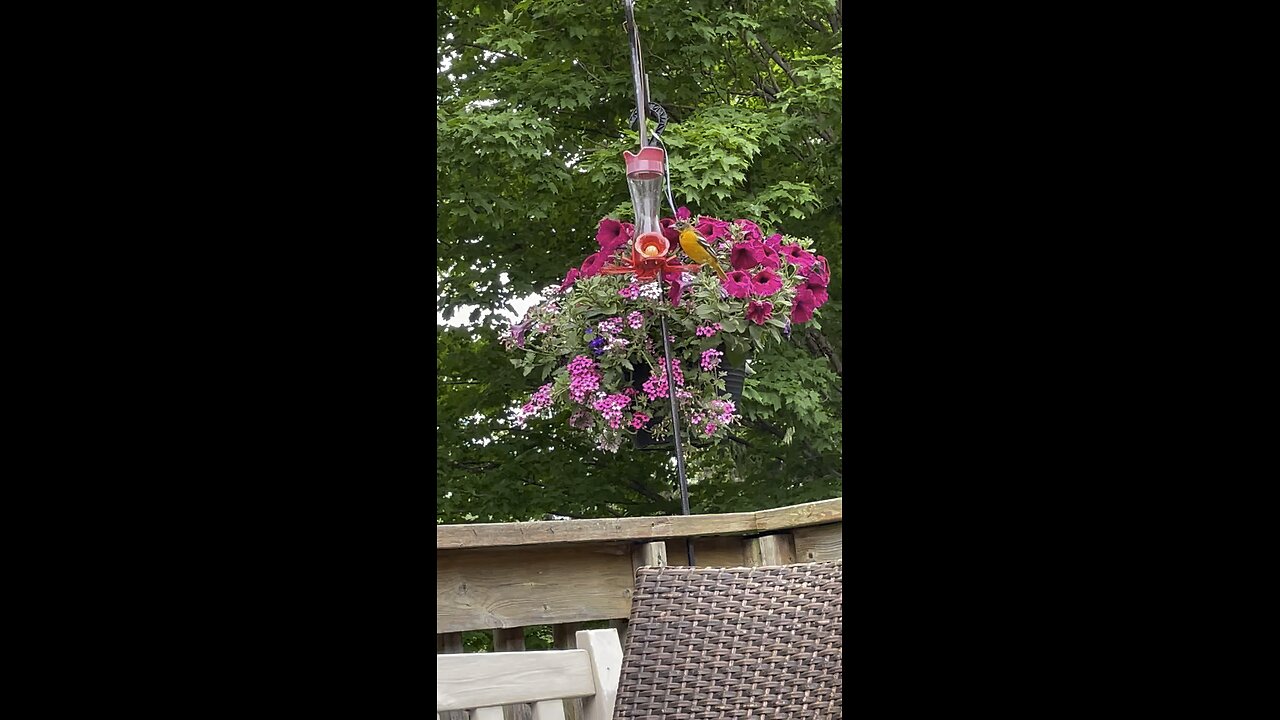 Happy Little Oriole