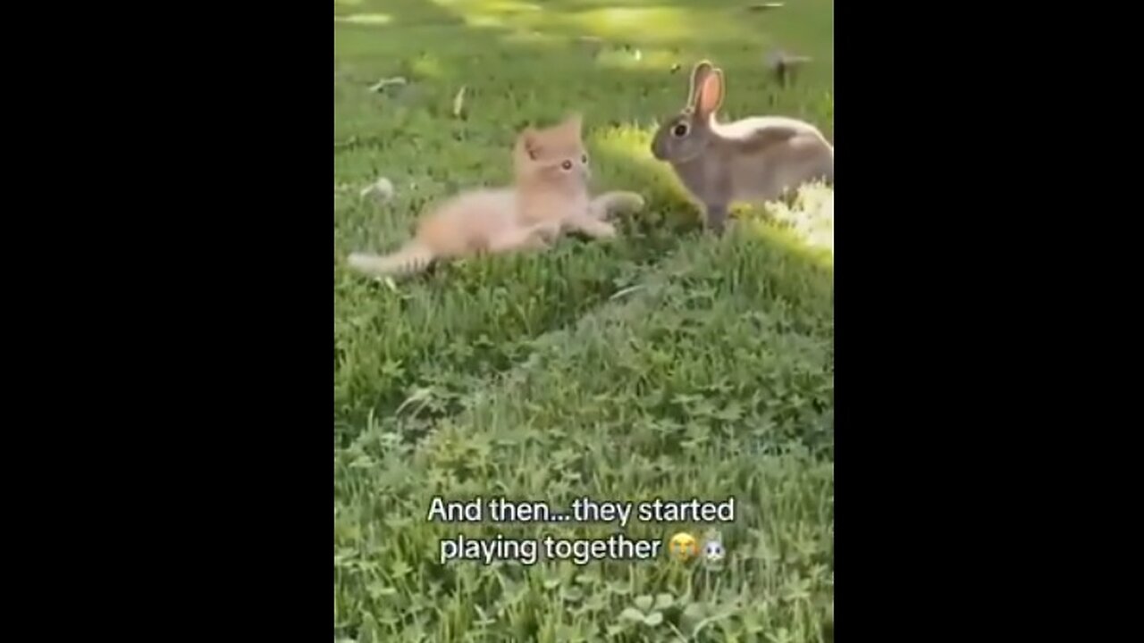 Kitten and Bunny become Best Friends