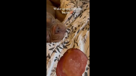 What a wake up call 🥓😂