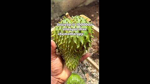 Did you know Soursop is 10,000x stronger than chemotherapy