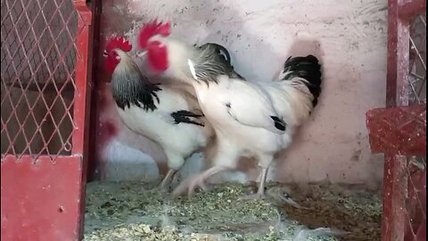 Chicken Funny