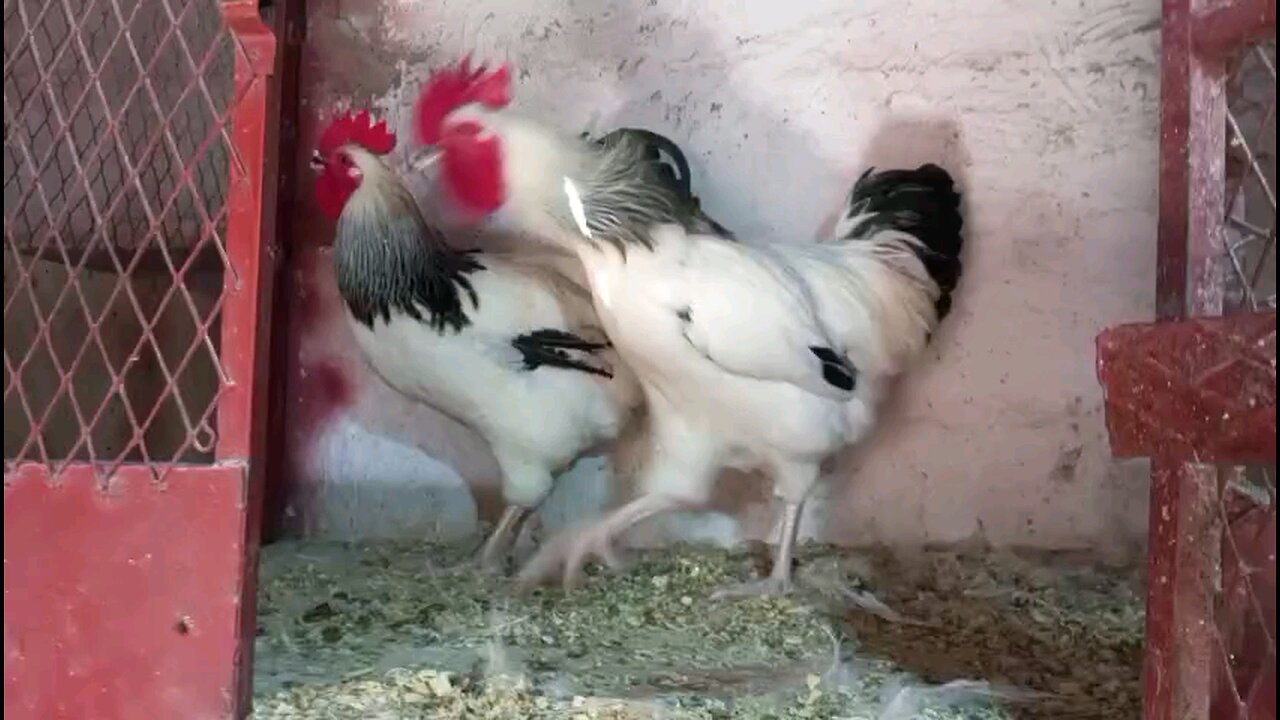 Chicken Funny