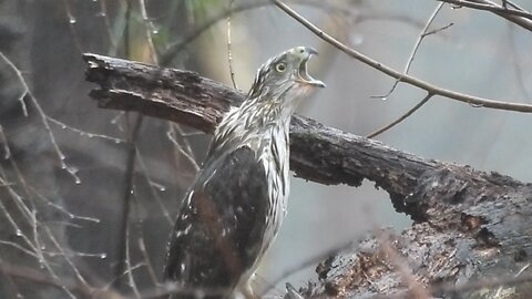 Cooper’s Hawk reaction to Storm after catching Prey #coopershawk