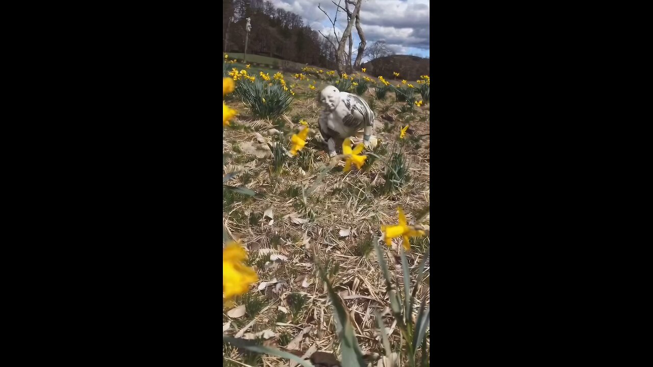 i found a strange owl
