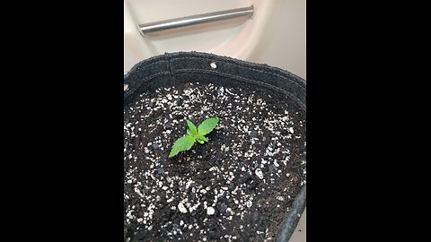 Gorilla Cookies week 1 Transplant!!!