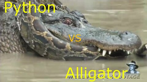 Real fight between aggressive Python and Alligator