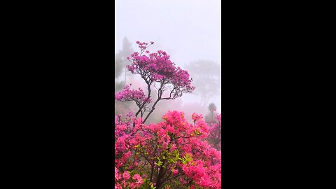 beutiful flowers 🌺🌺 beutiful flowers 🌺🌺