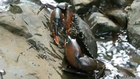Kmeng Prey - Cooking Crab