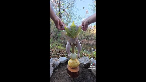 you are never seen this cooking